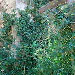 Pyrgos Adrachti Kalambaka